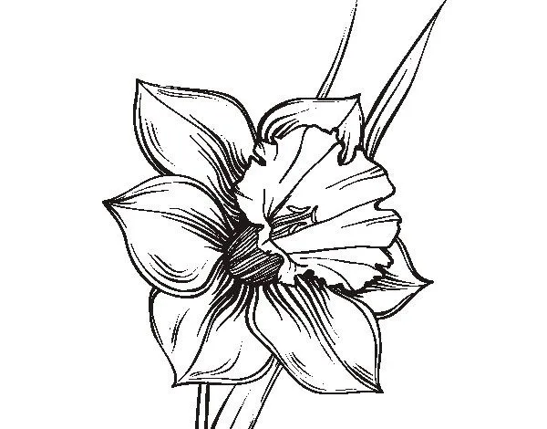 Dibujo de Flor de narciso para Colorear - Dibujos.net