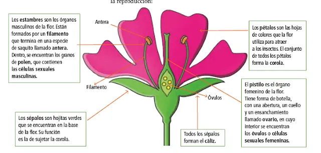 Dibujo sobre la flor y sus partes - Imagui