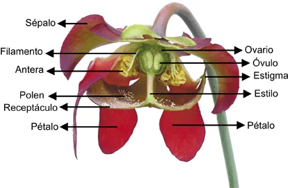 Dibujo de una flor y sus partes - Imagui