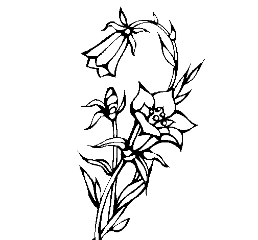 Dibujo de Flores silvestres para Colorear - Dibujos.net
