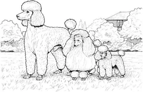 Dibujo de french poodle para colorear - Imagui