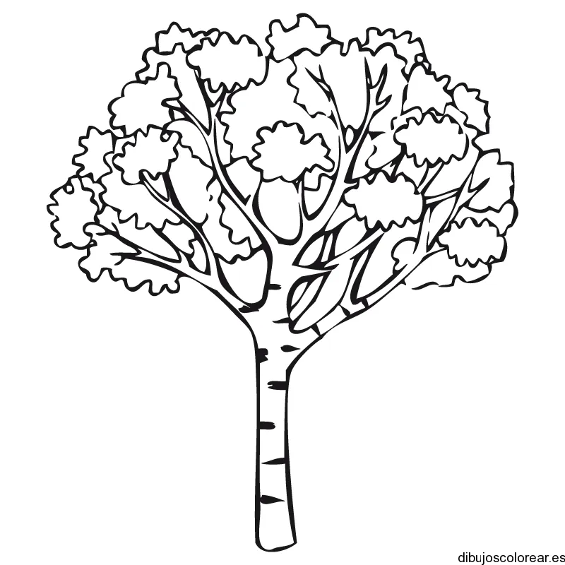 Dibujo de un frondoso árbol | Dibujos para Colorear