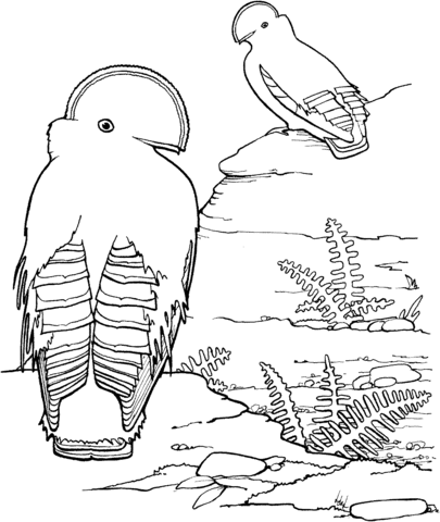 Dibujo de Gallito de las Rocas Guayanés para colorear | Dibujos ...