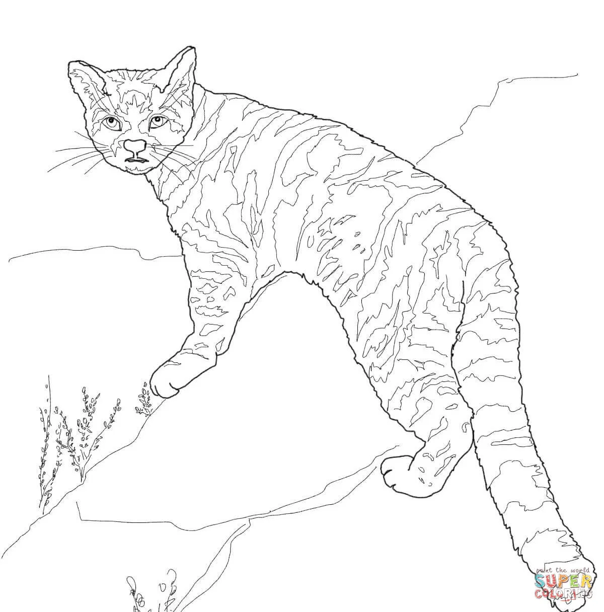 Dibujo de Gato Andino o Chinchay para colorear | Dibujos para colorear imprimir gratis