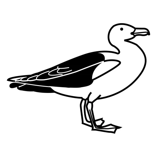 Imagenes de gaviota para pintar - Imagui