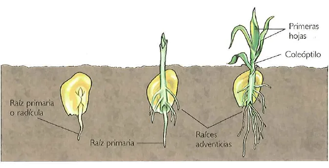 Dibujo de la germinacion - Imagui