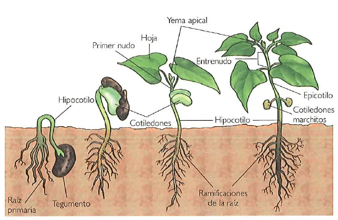 Dibujo de la germinacion - Imagui