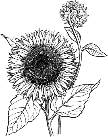 Dibujo de Girasol para colorear | Dibujos para colorear imprimir ...