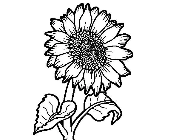 Dibujo de Un girasol para Colorear - Dibujos.net