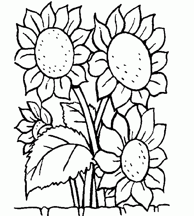 Dibujo de girasol para colorear - Imagui | girasoles | Pinterest ...