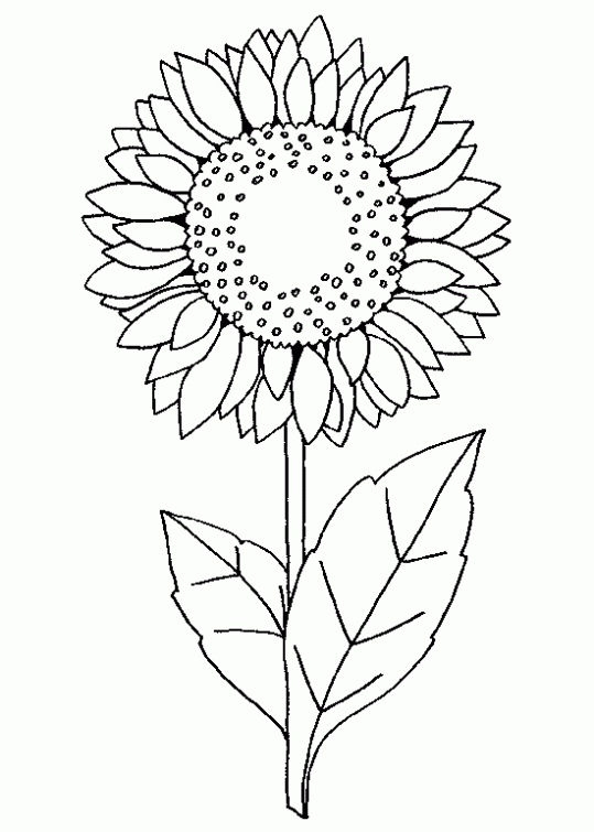 Dibujo de Girasol. Dibujo infantil para colorear de Girasol. | mi ...