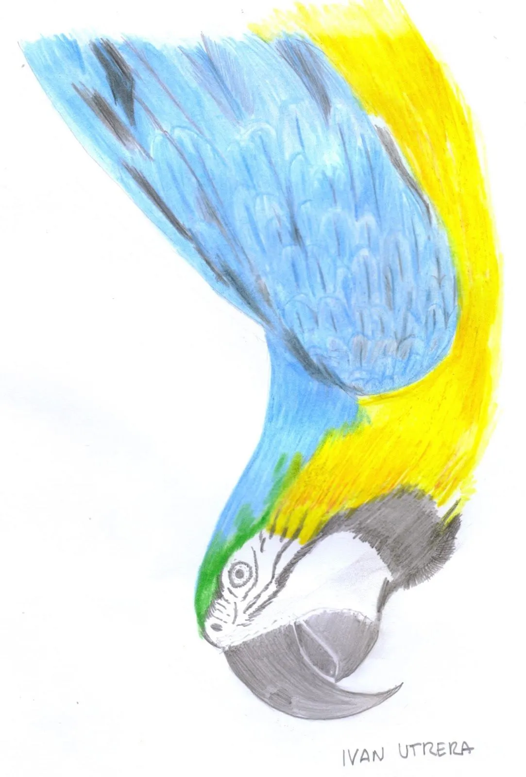 dibujo de Guacamaya en lapices de colores | Dibujo a lápiz ...