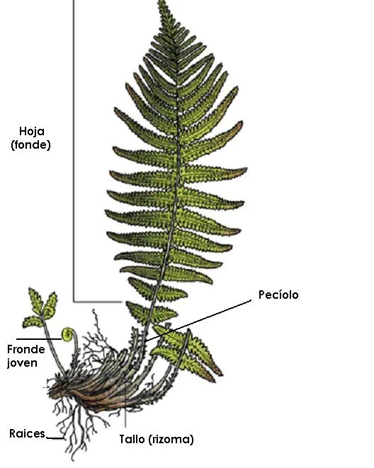 Dibujo de un helecho y sus partes - Imagui