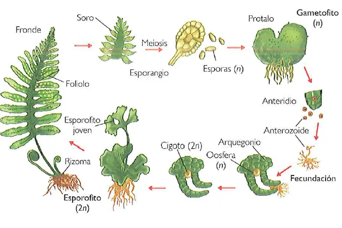 Helechos con sus partes - Imagui