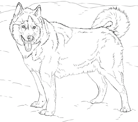 Dibujo de Husky Alaska para colorear | Dibujos para colorear ...