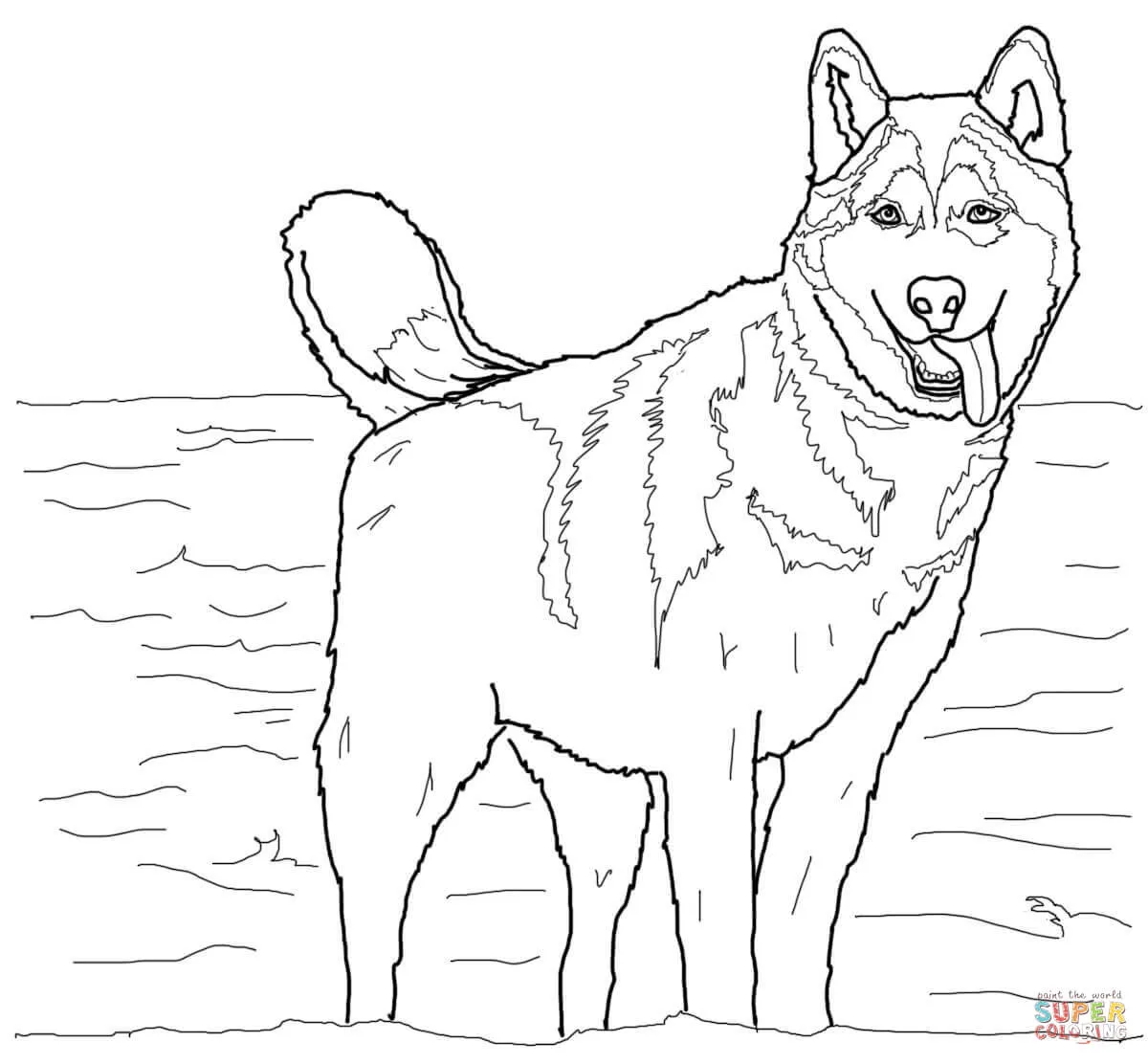 Dibujo de Husky Siberiano para colorear | Dibujos para colorear ...