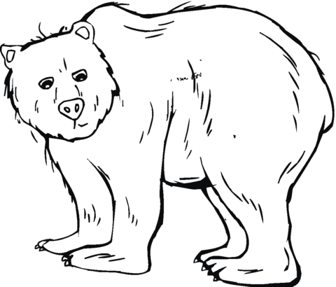 Dibujo de Ilustración de un Oso Grizzly para colorear | Dibujos ...