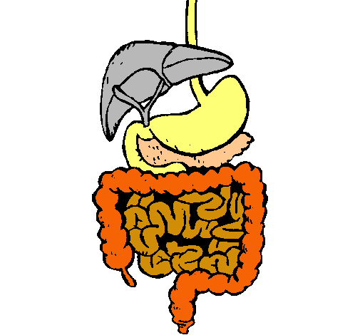 Dibujo de Intestinos pintado por Chipipi en Dibujos.net el día 08 ...