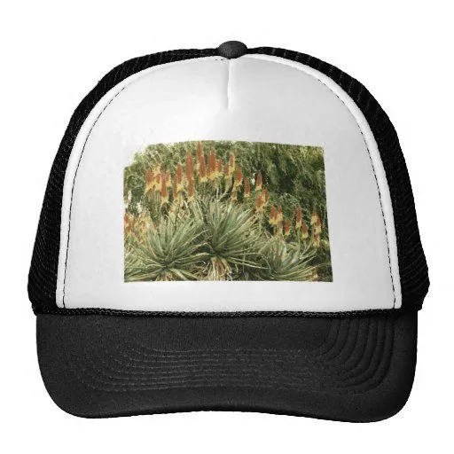 Dibujo del jardín del cactus gorros bordados de Zazzle.