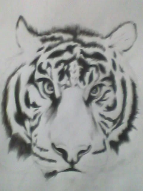 Mi Dibujo a Lapiz Carbon [ Un Tigre ] - Taringa!