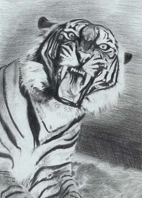 Dibujo a lapiz de tigre - Imagui