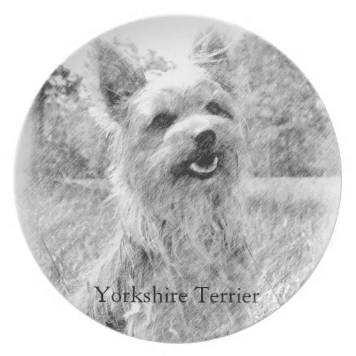 Dibujo de lápiz de Yorkshire Terrier Platos | Zazzle