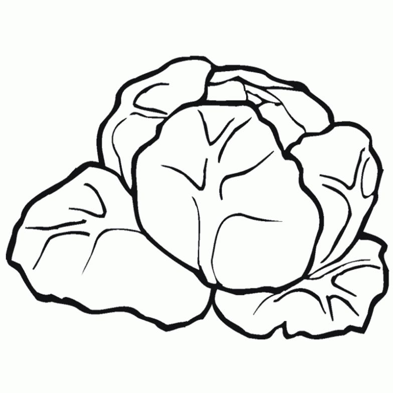 Dibujo de Lechuga para colorear. Dibujos infantiles de Lechuga ...