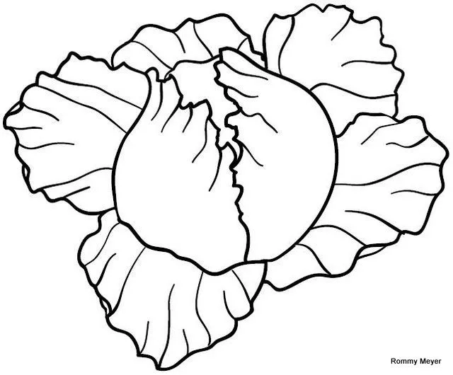 Dibujo de una lechuga infantil - Imagui