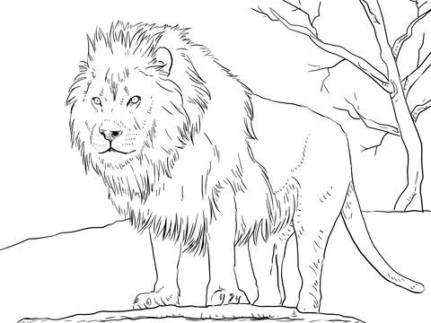 Dibujo de León Africano Macho para colorear | Dibujos para ...
