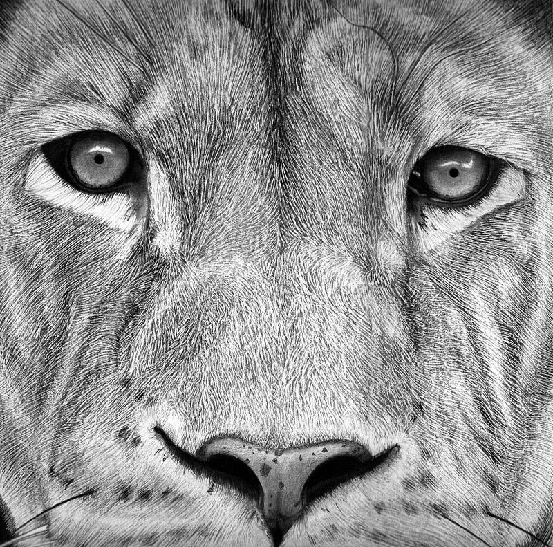 Dibujo de león terminado / Drawing of lion finished - Paperblog