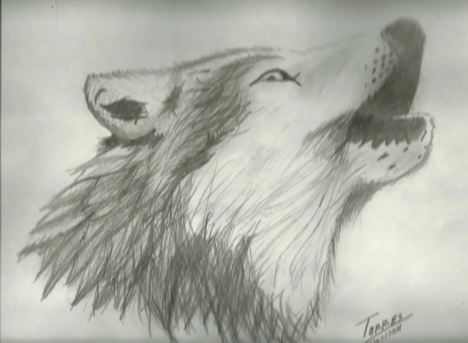 Mi dibujo de un lobo - Taringa!