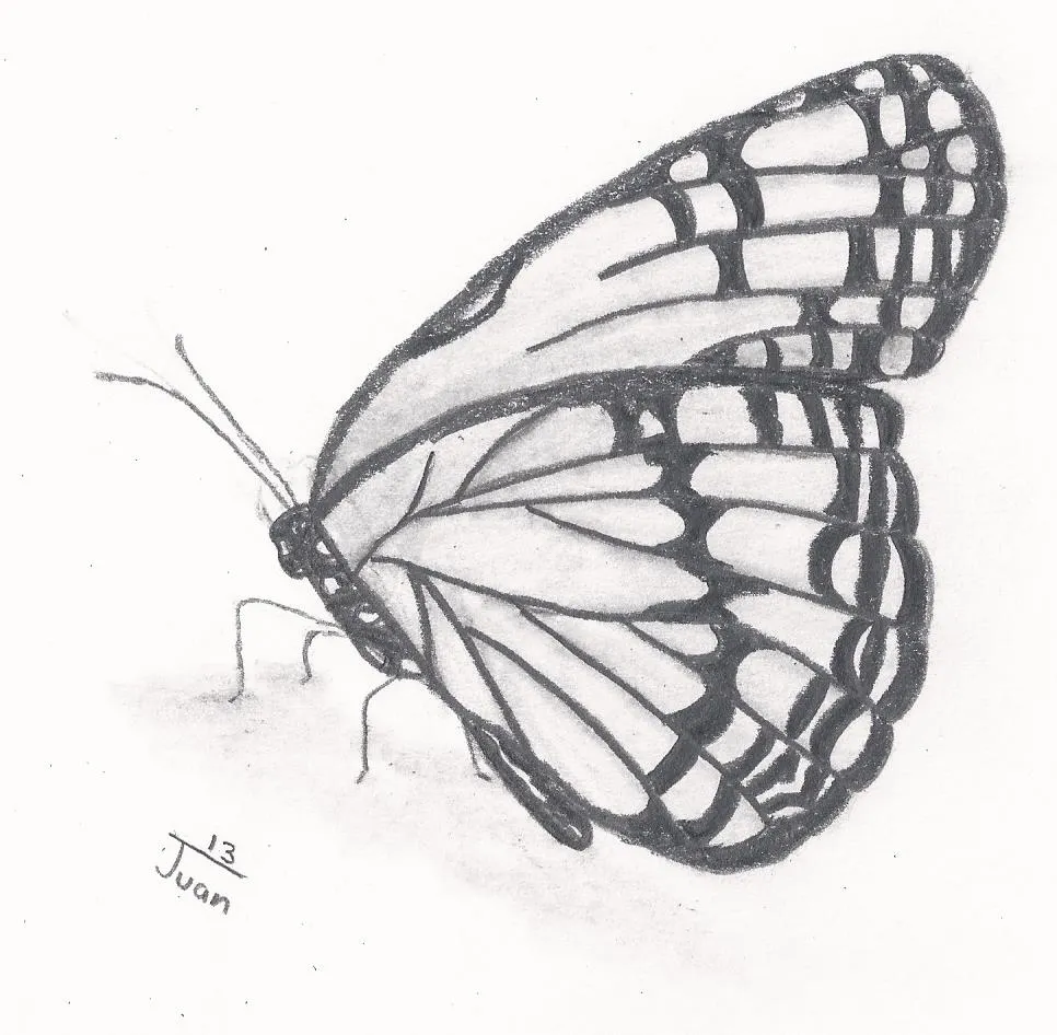 Dibujo de la mariposa monarca - Imagui