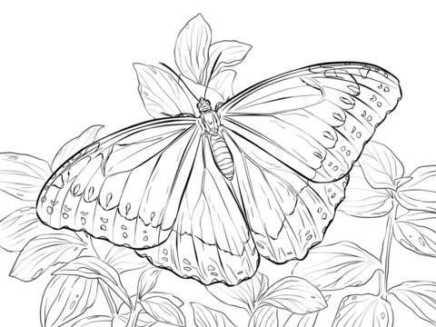 Dibujo de Mariposa Morfo Azul para colorear | Dibujos para ...