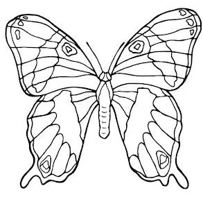 Dibujo de Mariposas para imprimir y colorear!