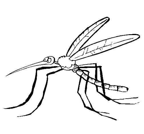 Imagenes del zancudo del dengue para colorear - Imagui