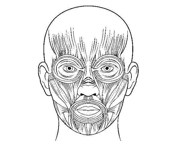 Dibujo de Músculos de la cara para Colorear - Dibujos.net