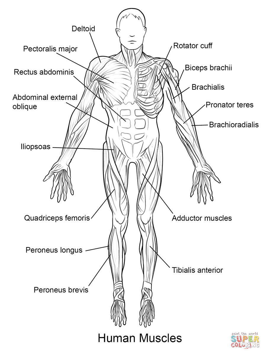 Dibujo de Músculos del Cuerpo Humano Vista Frontal para colorear ...