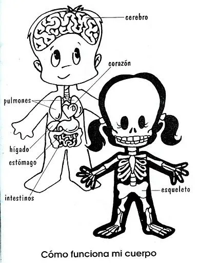 DIBUJO PARA NIÑOS DEL ESQUELETO DEL HOMBRE - Imagui