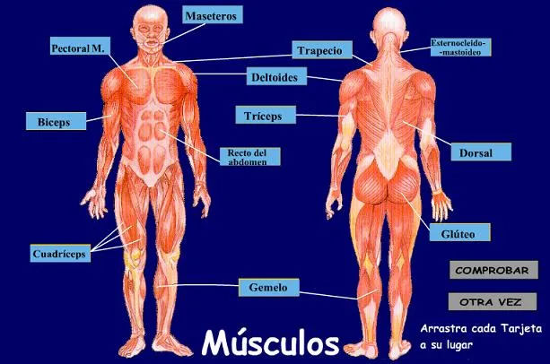 Musculos del cuerpo humano y sus nombres para niños - Imagui