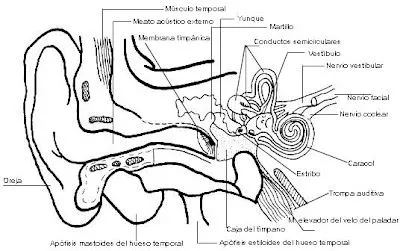 Dibujo del oido y sus partes para colorear - Imagui