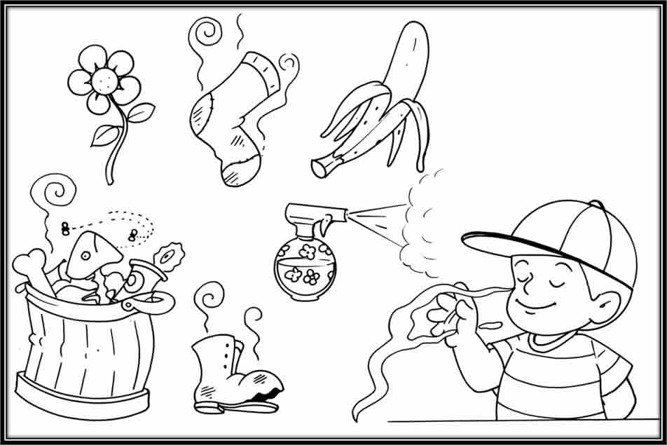 Dibujo del olfato y sus partes para niños - Imagui