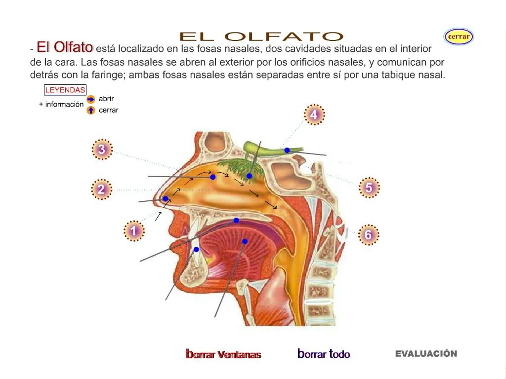 Dibujo del olfato y sus partes para niños - Imagui