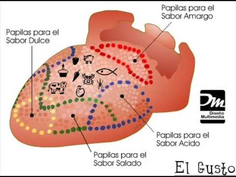 Dibujo de los organos sensoriales - Imagui