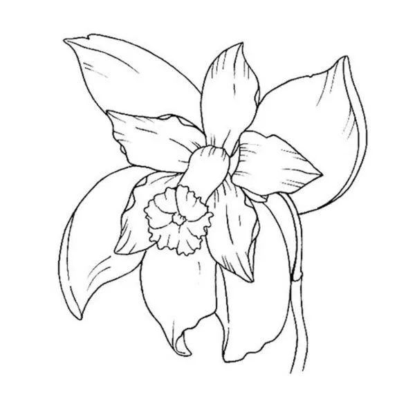 Dibujo de orquídea bonita para colorear | Para-Colorear.com