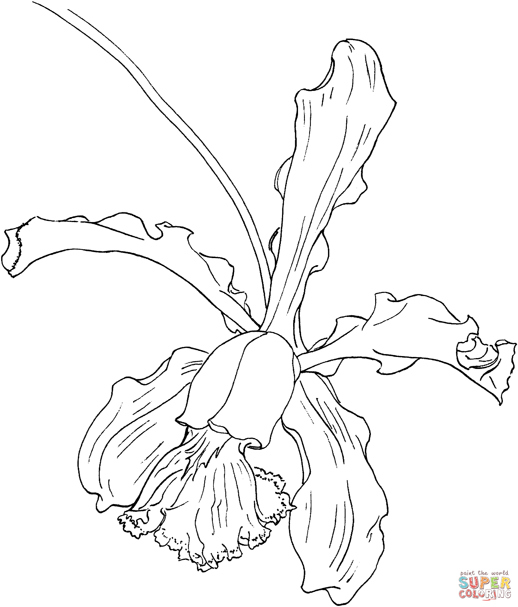 Dibujo de Orquídea Cattleya Schilleriana para colorear | Dibujos ...