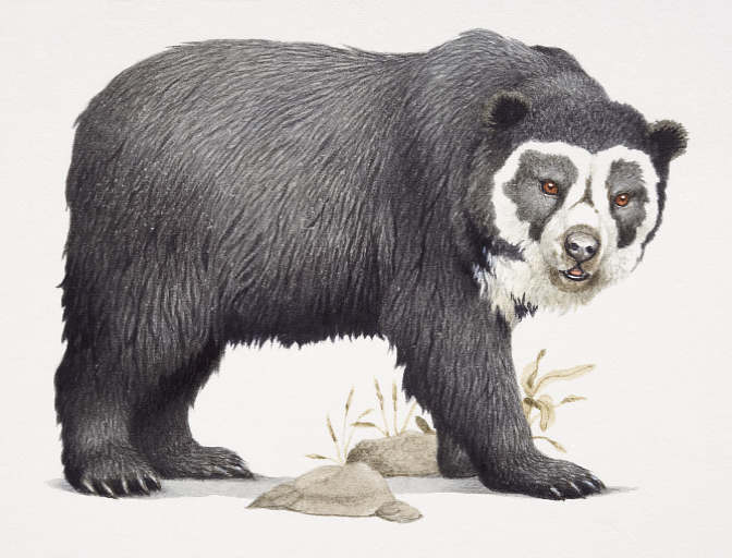 Dibujo del oso frontino - Imagui