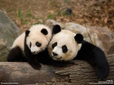 Dibujo de oso panda bebé tierno - Imagui