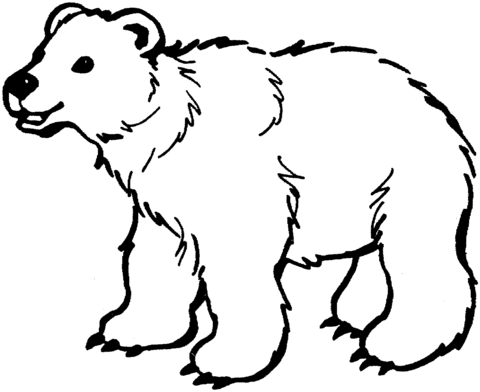 Dibujo de Oso Pardo Sonriendo para colorear | Dibujos para ...