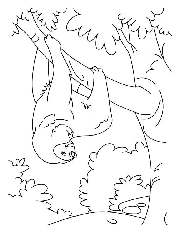 dibujo del oso perezoso Colouring Pages