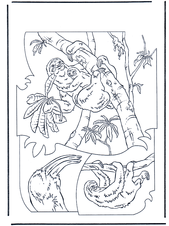 dibujo del oso perezoso Colouring Pages (page 2)